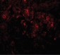 PIAS1 Antibody (C-Terminus)